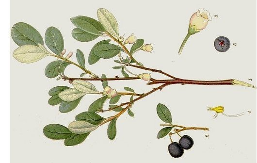 Vaccinium uliginosum L.