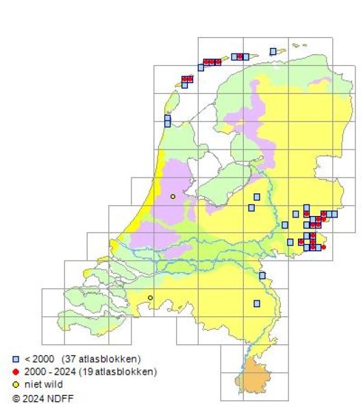 Vaccinium uliginosum L.