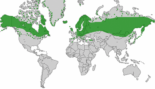 Vaccinium uliginosum L.