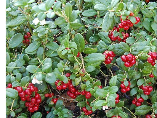 Vaccinium vitis-idaea L.