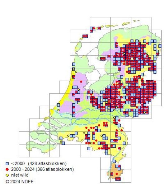 Vaccinium vitis-idaea L.