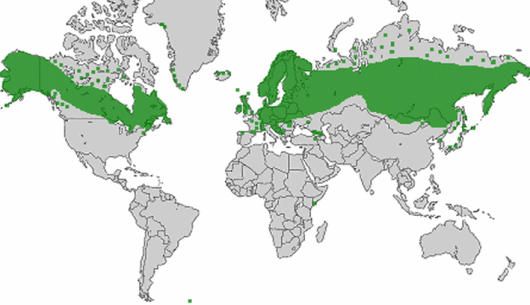 Vaccinium vitis-idaea L.