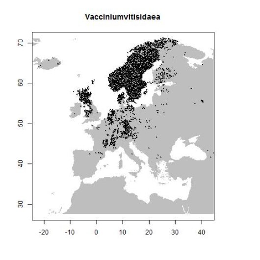 Vaccinium vitis-idaea L.