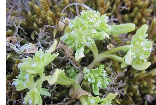 Valerianella carinata Loisel.