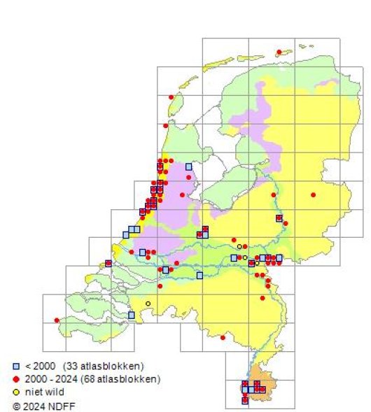 Valerianella carinata Loisel.