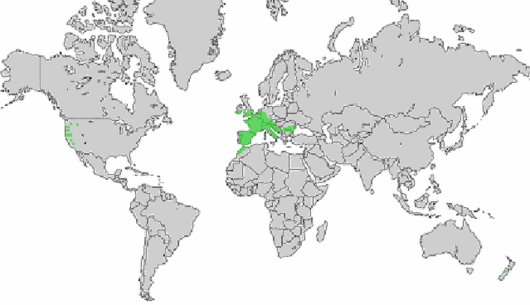 Valerianella carinata Loisel.