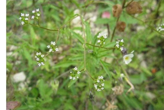 Valerianella dentata (L.) Pollich