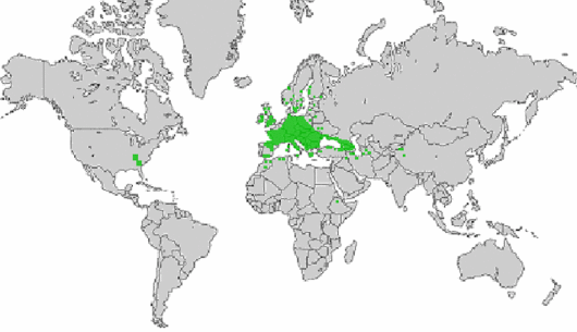 Valerianella dentata (L.) Pollich