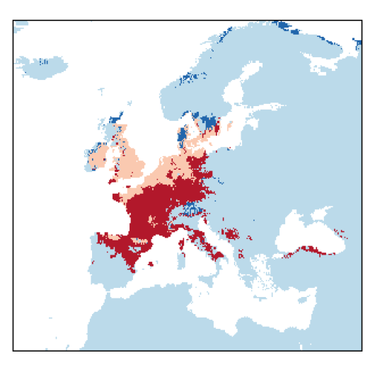 Valerianella dentata (L.) Pollich