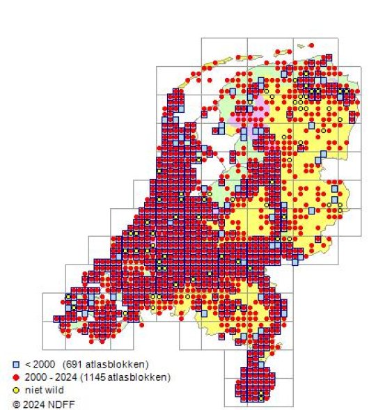 Valerianella locusta (L.) Laterrade