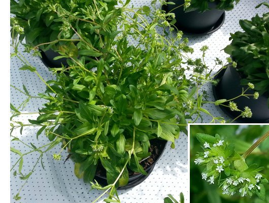 Valerianella locusta (L.) Laterrade