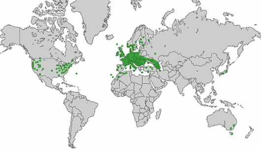 Valerianella locusta (L.) Laterrade