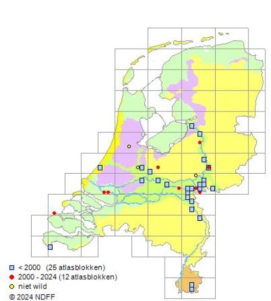 Valerianella rimosa Bastard