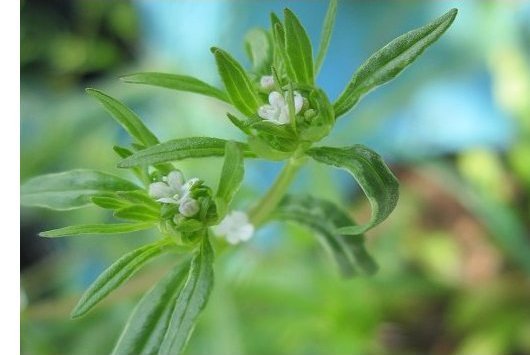 Valerianella rimosa Bastard