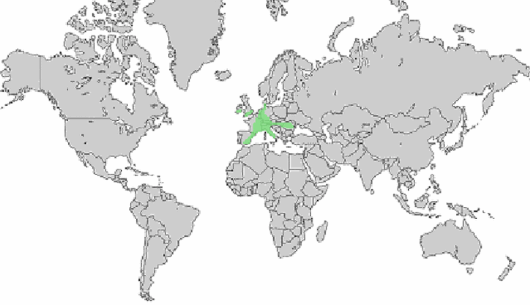 Valerianella rimosa Bastard