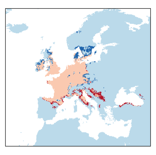 Valerianella rimosa Bastard