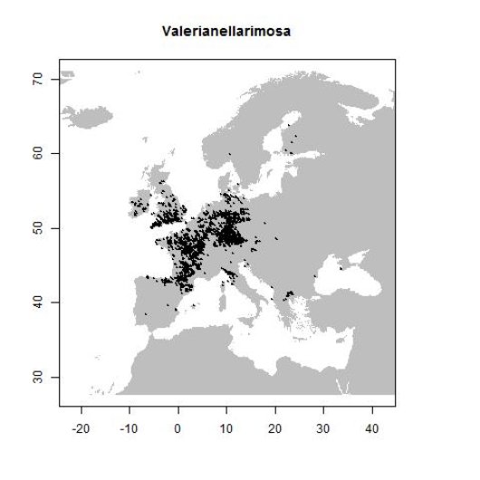 Valerianella rimosa Bastard