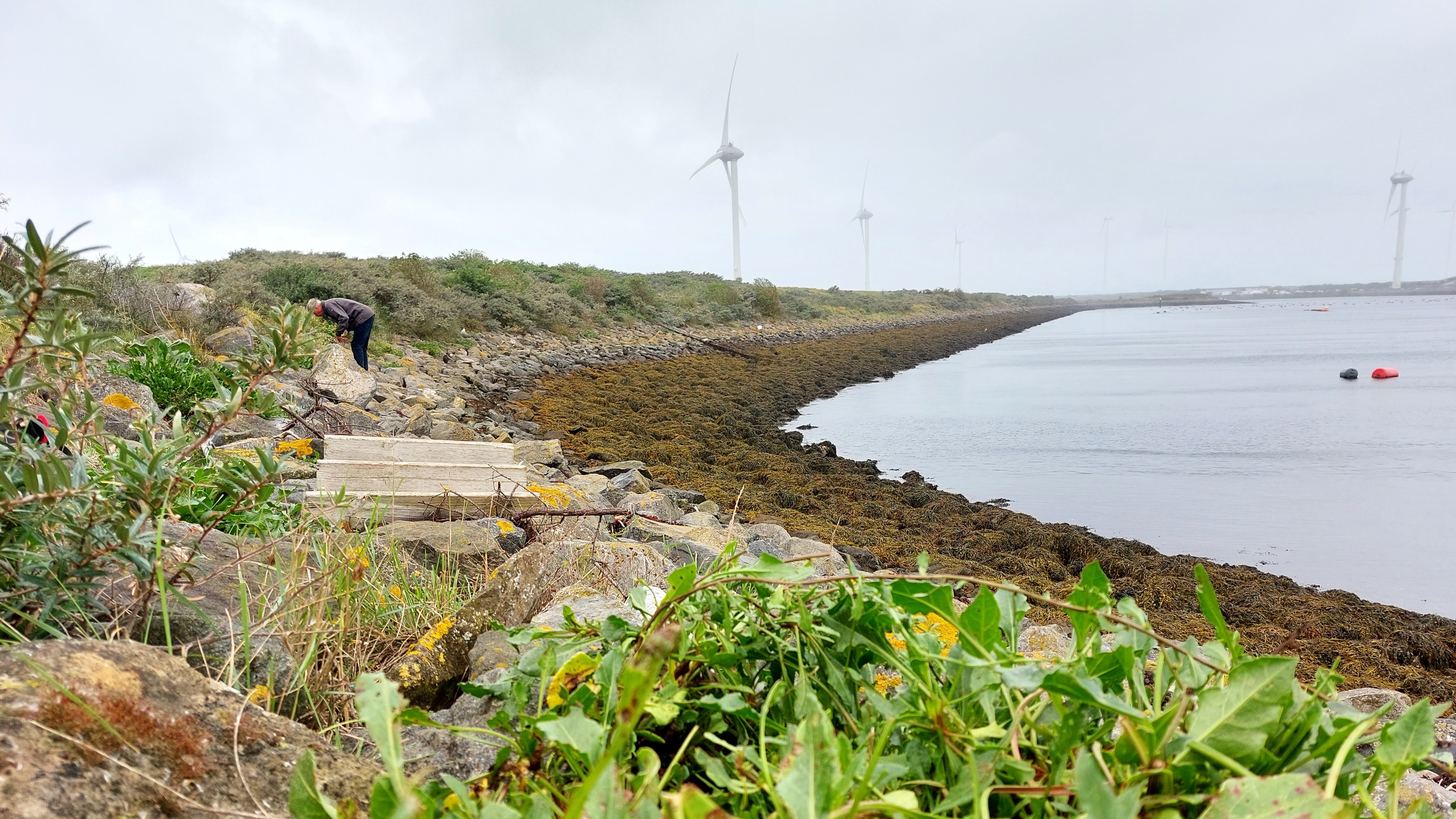 Wilde verwanten van voedselgewassen: het behouden waard!