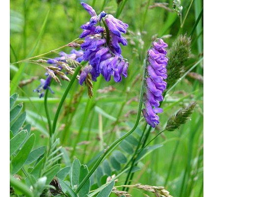 Vicia cracca L.