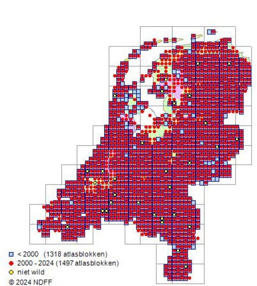 Vicia hirsuta (L.) Gray