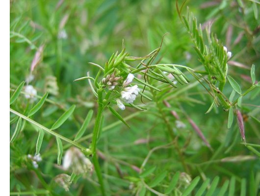 Vicia hirsuta (L.) Gray