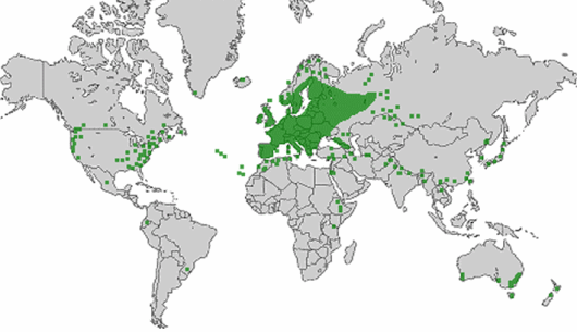 Vicia hirsuta (L.) Gray