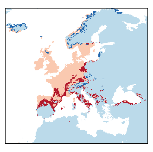 Vicia hirsuta (L.) Gray