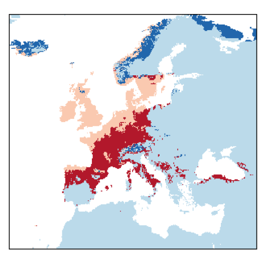 Vicia hirsuta (L.) Gray