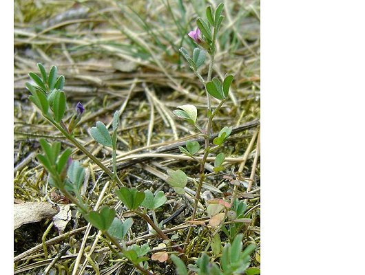 Vicia lathyroides L.