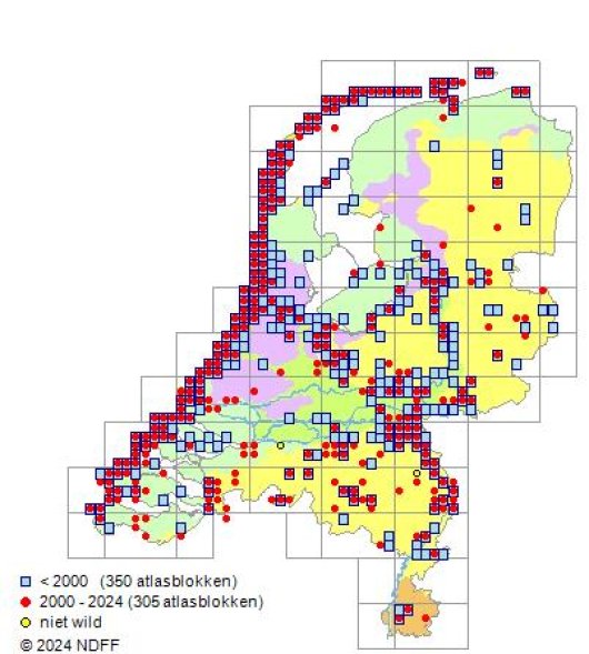 Vicia lathyroides L.