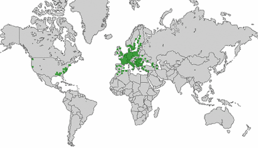 Vicia lathyroides L.