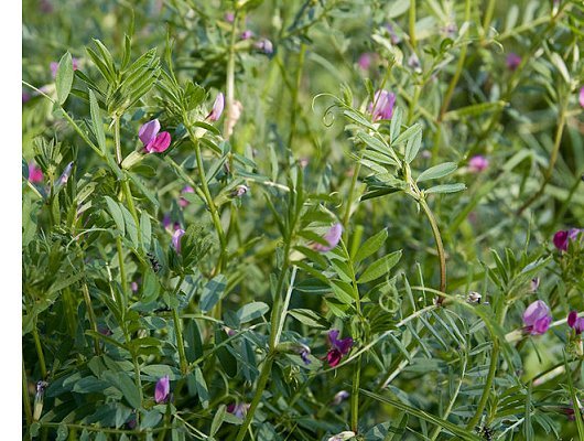 Vicia sativa subsp. angustifolia (L.) Asch. & Graebn.