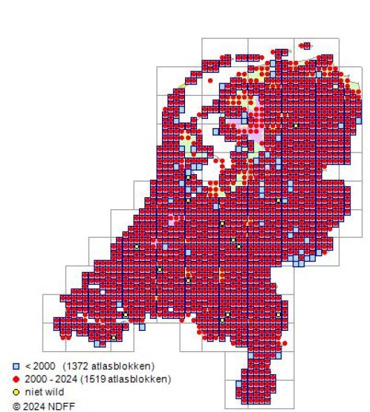 Vicia sativa subsp. angustifolia (L.) Asch. & Graebn.