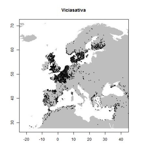 Vicia sativa subsp. angustifolia (L.) Asch. & Graebn.