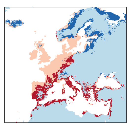 Vicia sativa subsp. angustifolia (L.) Asch. & Graebn.