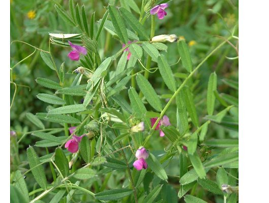 Vicia sativa subsp. segetalis L.