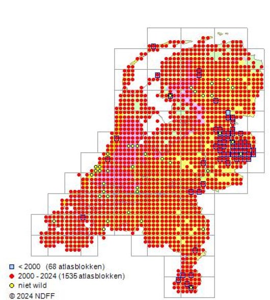 Vicia sativa subsp. segetalis L.