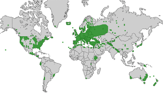 Vicia sativa subsp. segetalis L.