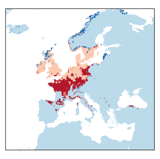 Vicia sativa subsp. segetalis L.