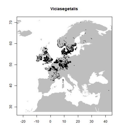 Vicia sativa subsp. segetalis L.
