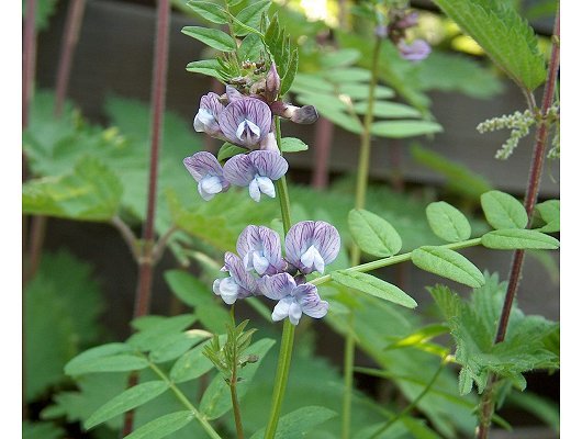 Vicia sepium L.