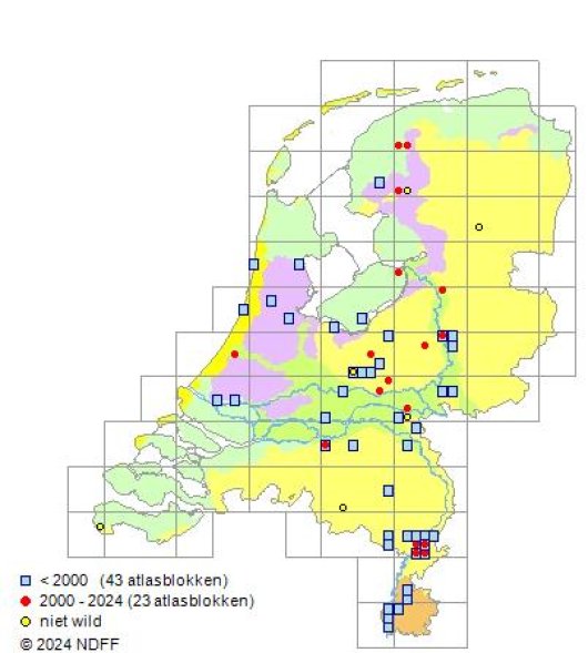 Vicia tenuifolia Roth
