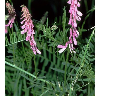 Vicia tenuifolia Roth