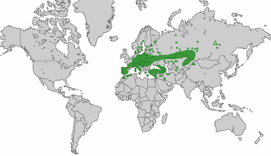 Vicia tenuifolia Roth