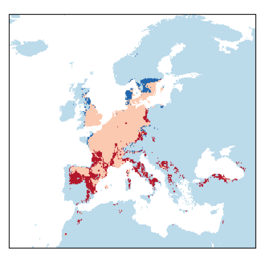 Vicia tenuifolia Roth