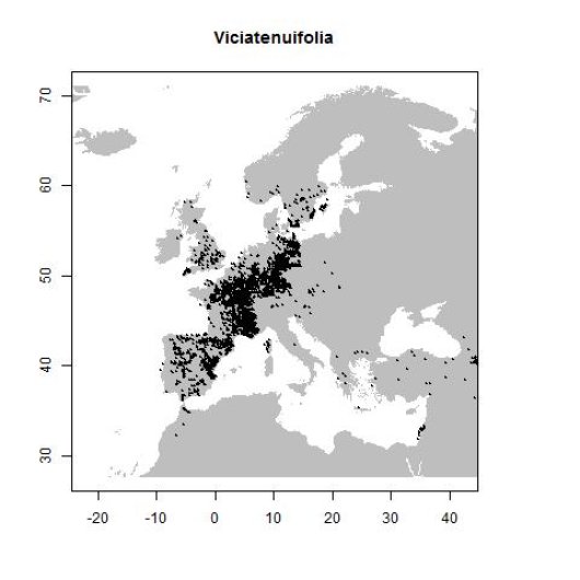Vicia tenuifolia Roth
