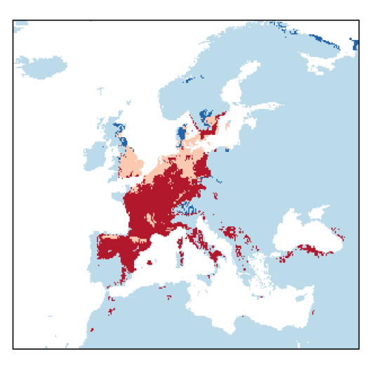Vicia tenuifolia Roth
