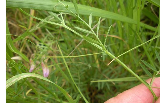 Vicia tetrasperma subsp. gracilis (DC.) Ascherson & Graebner