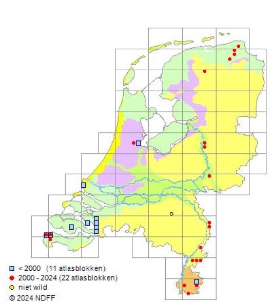 Vicia tetrasperma subsp. gracilis (DC.) Ascherson & Graebner