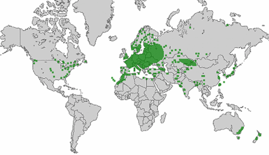 Vicia tetrasperma subsp. gracilis (DC.) Ascherson & Graebner